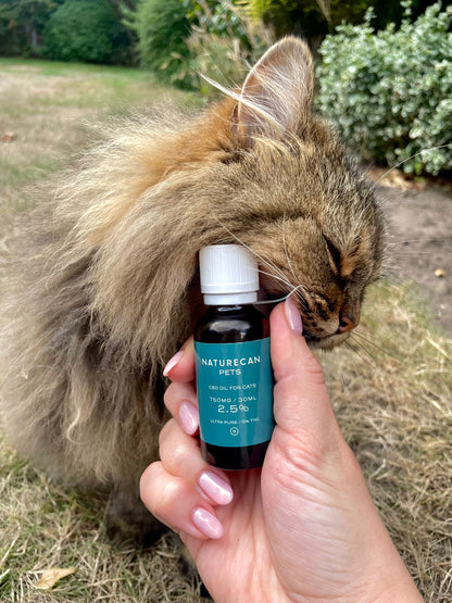 Cat Cuddling our CBD Oil for Cats